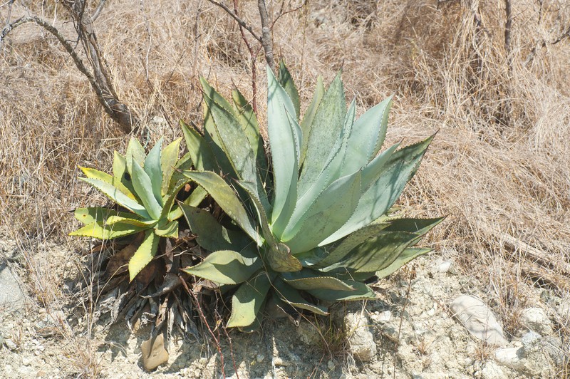 Agave albescens photo 3