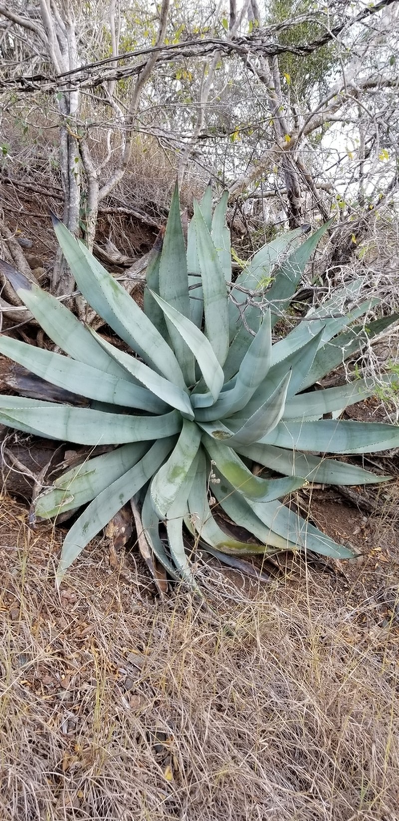 Agave albescens photo 4