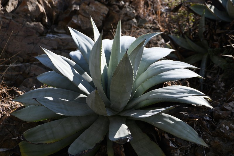 Agave albescens photo 5