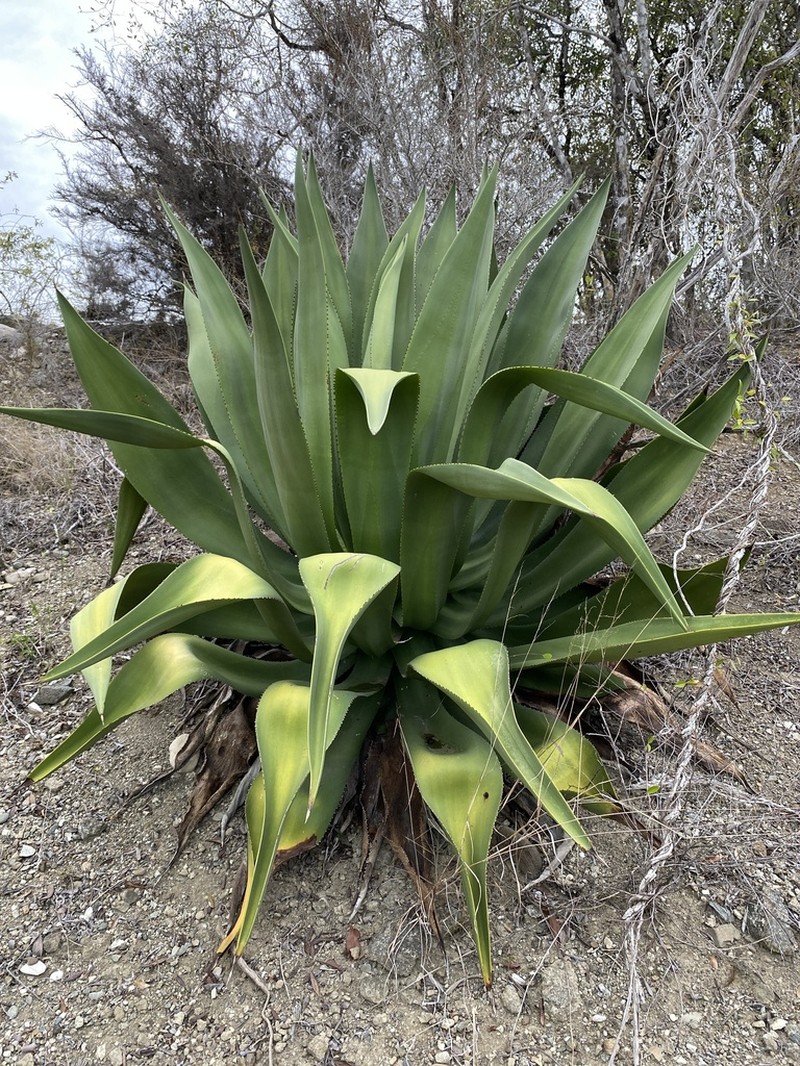 Agave albescens photo 6