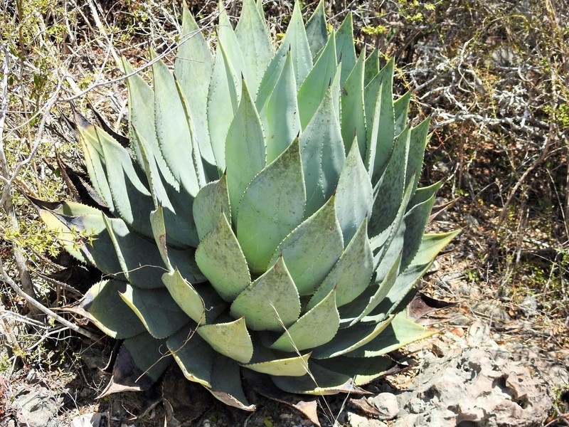 Agave albescens photo 7