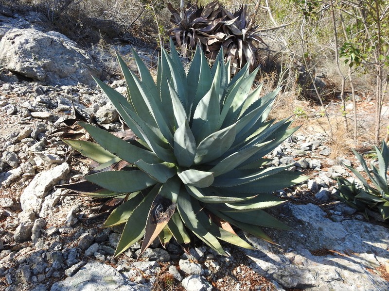 Agave albescens photo 8