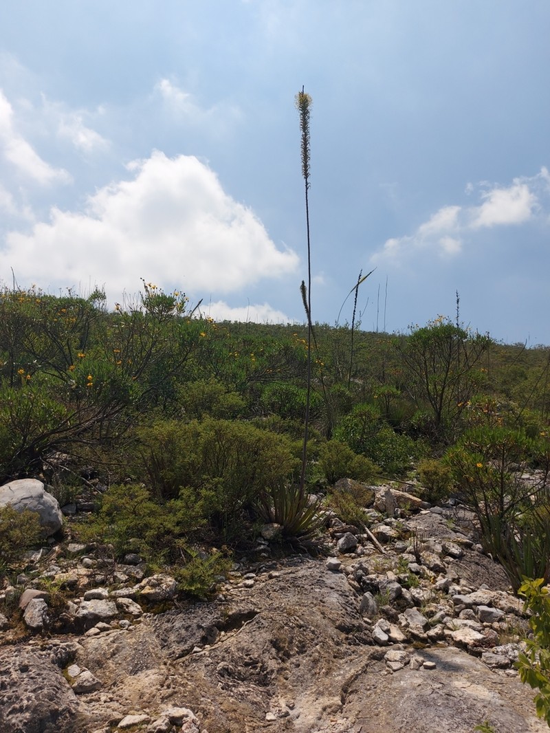 Agave albomarginata photo 4