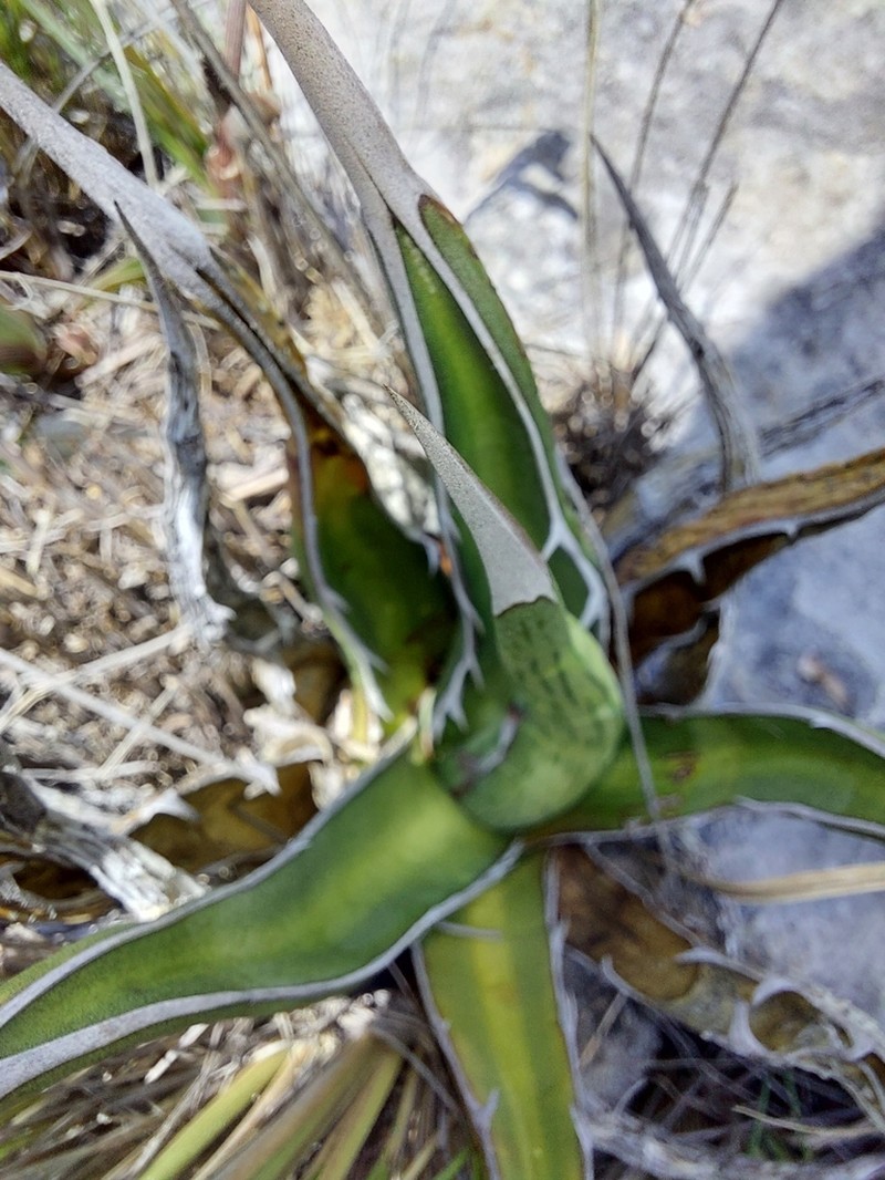 Agave albomarginata photo 5