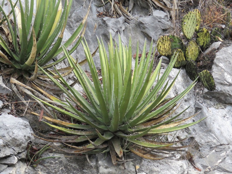 Agave albomarginata photo 6