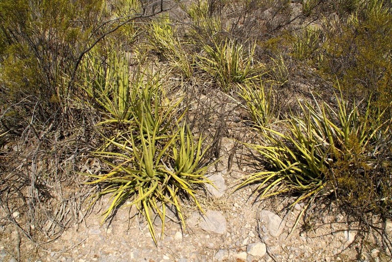 Agave albomarginata photo 7