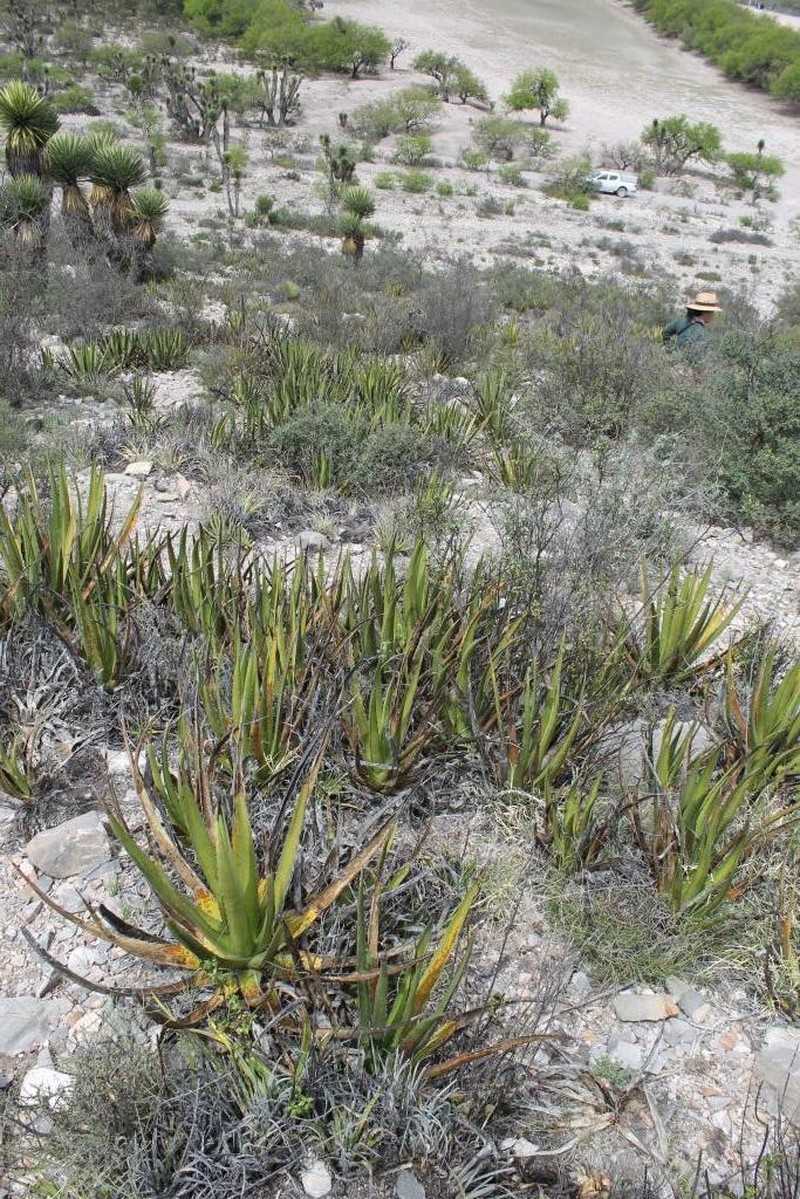 Agave albomarginata photo 8