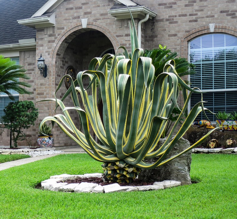 American Century Plant