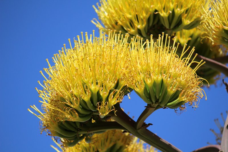 American Century Plant photo 3