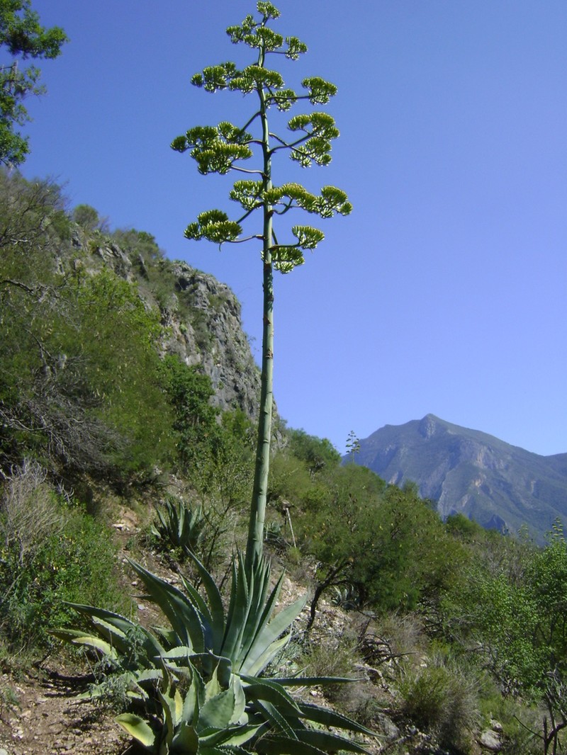 American Century Plant photo 6