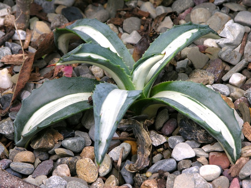 American Century Plant photo 2