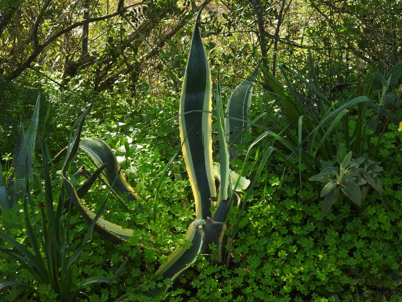 Agave americana subsp. americana