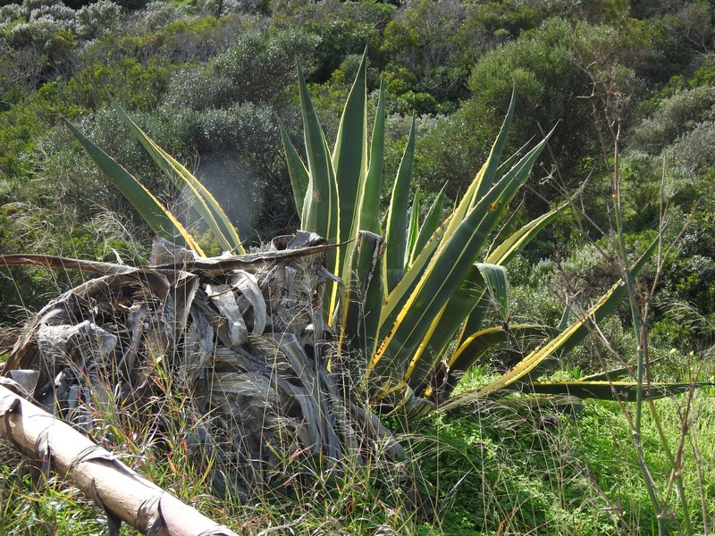 Agave americana subsp. americana photo 2