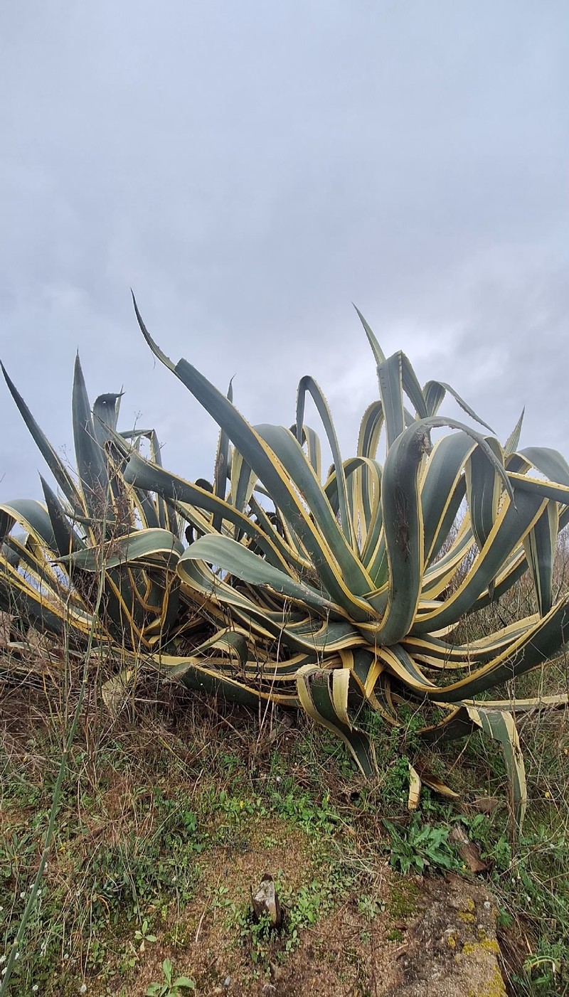 Agave americana subsp. americana photo 3