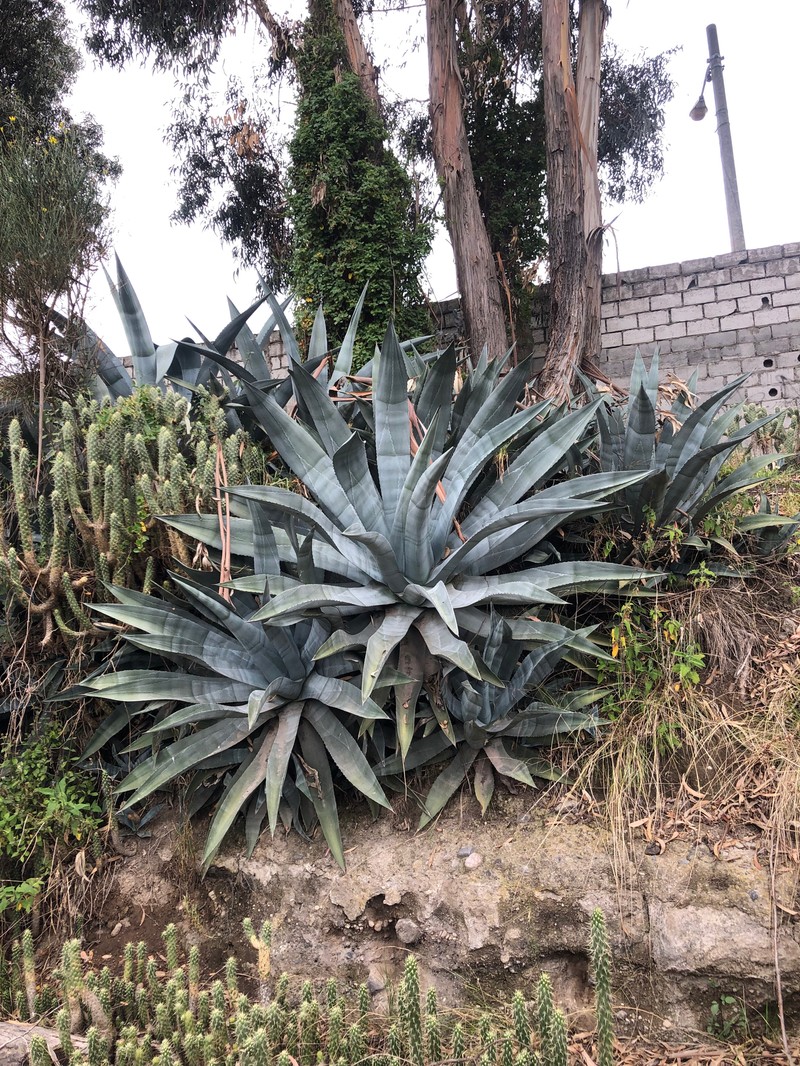 Agave americana subsp. americana photo 4