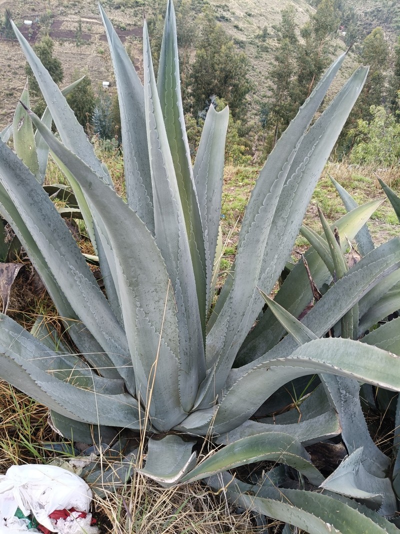 Agave americana subsp. americana photo 5