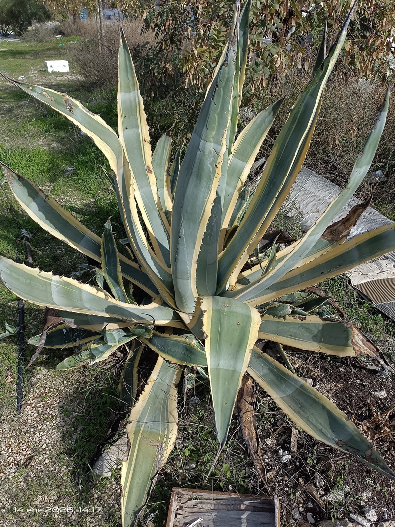 Agave americana subsp. americana photo 6
