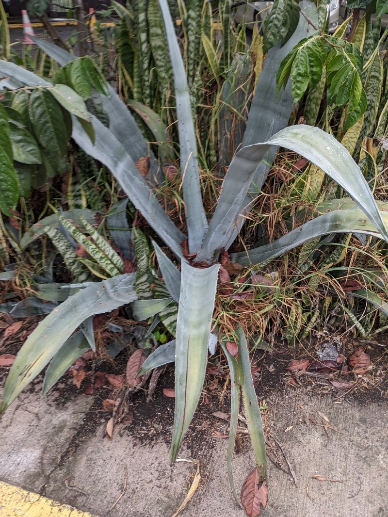 Agave americana subsp. americana photo 7