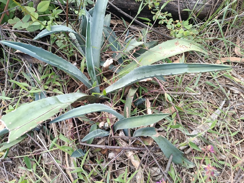 Agave americana subsp. americana photo 8