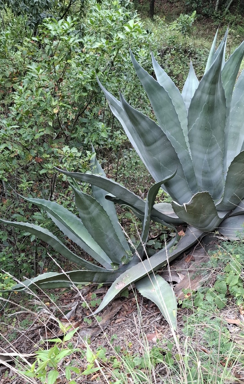 Agave americana subsp. protamericana