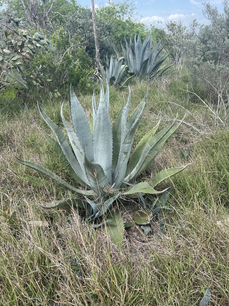 Agave americana subsp. protamericana photo 2
