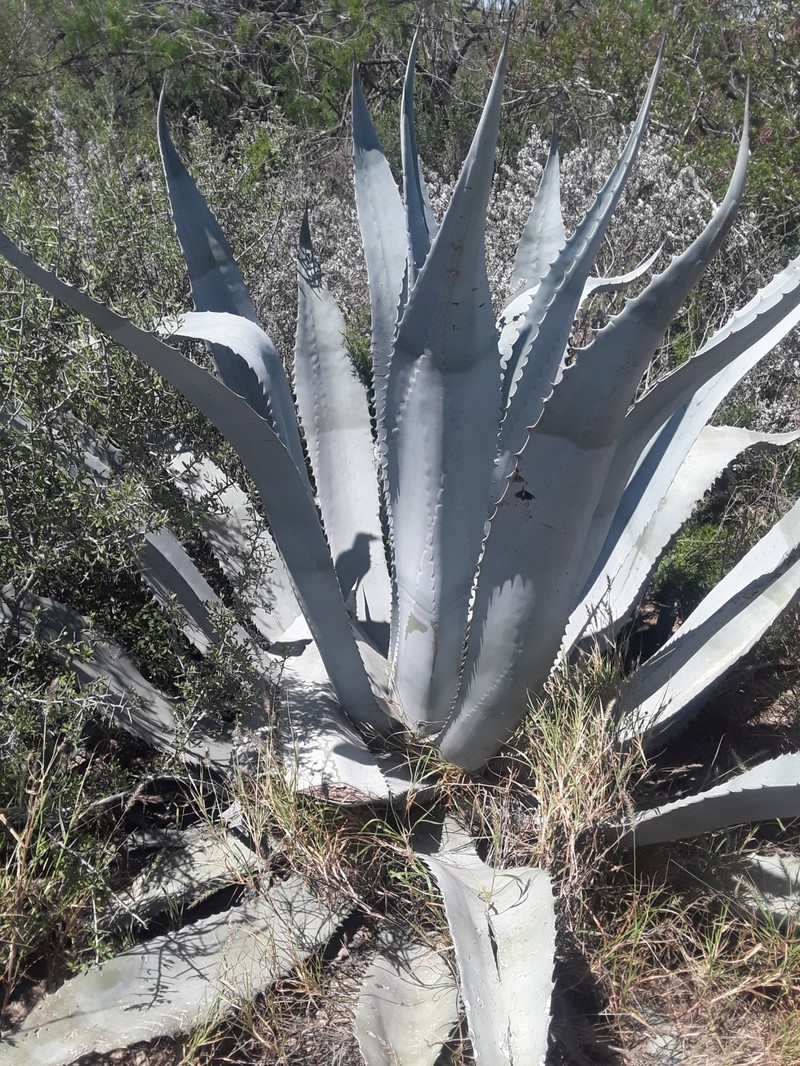 Agave americana subsp. protamericana photo 3
