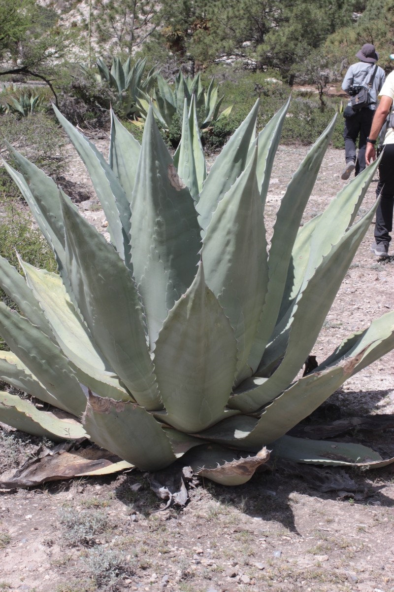 Agave americana subsp. protamericana photo 4