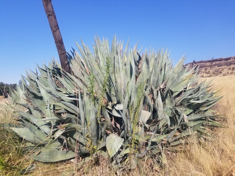 Agave americana subsp. protamericana photo 5