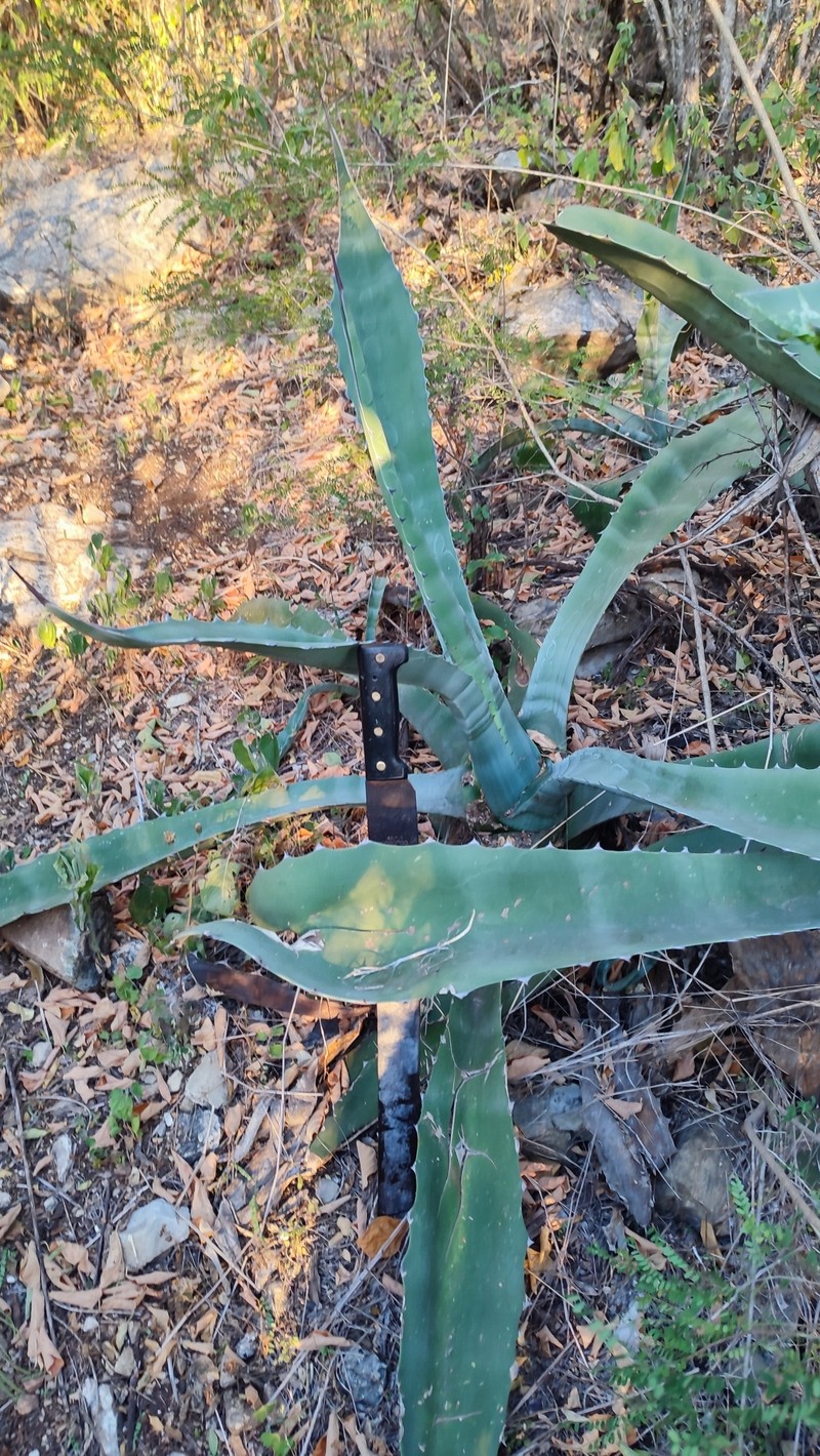 Agave americana subsp. protamericana photo 6