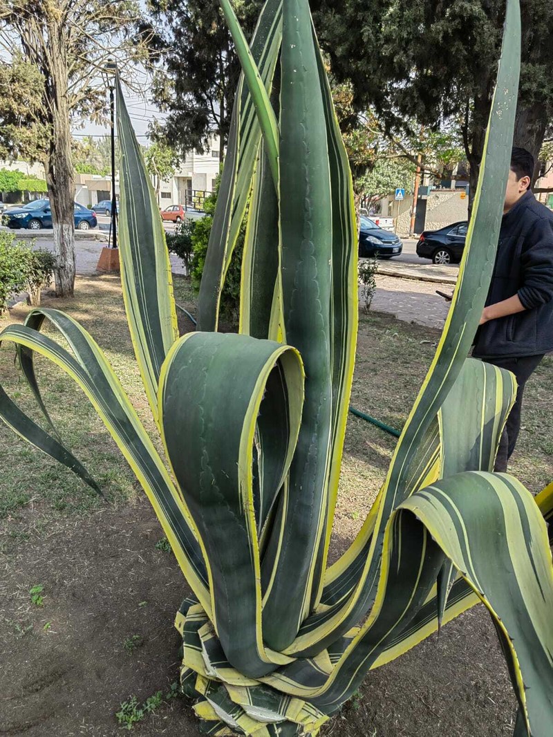 Agave americana subsp. protamericana photo 7