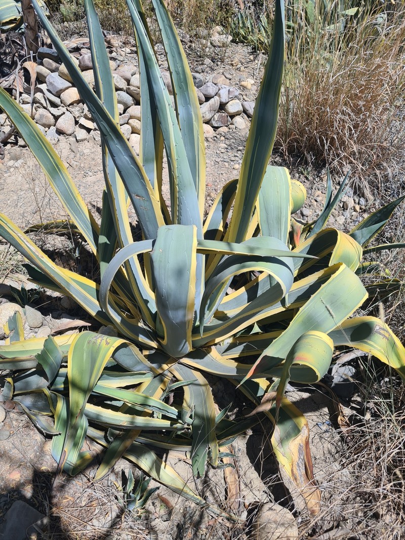 Agave americana subsp. protamericana photo 8