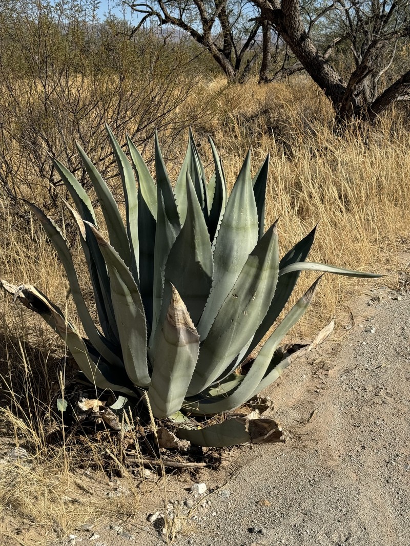 Agave americana var. expansa