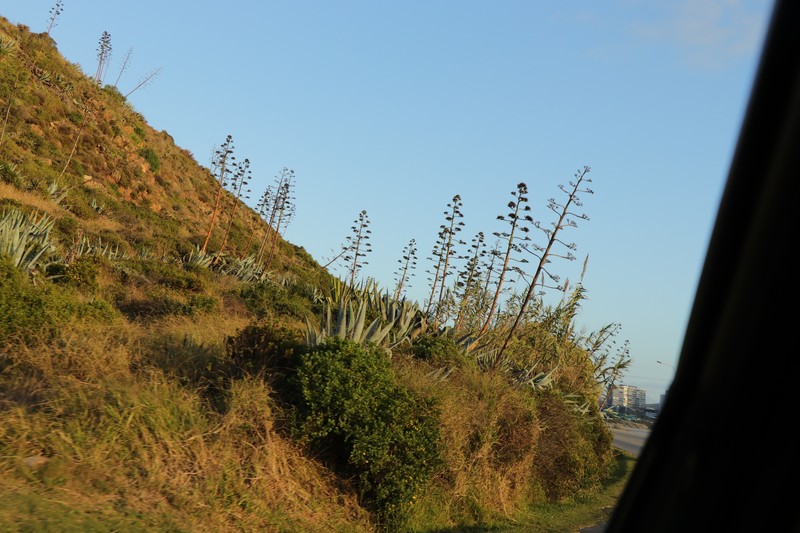 Agave americana var. expansa photo 2