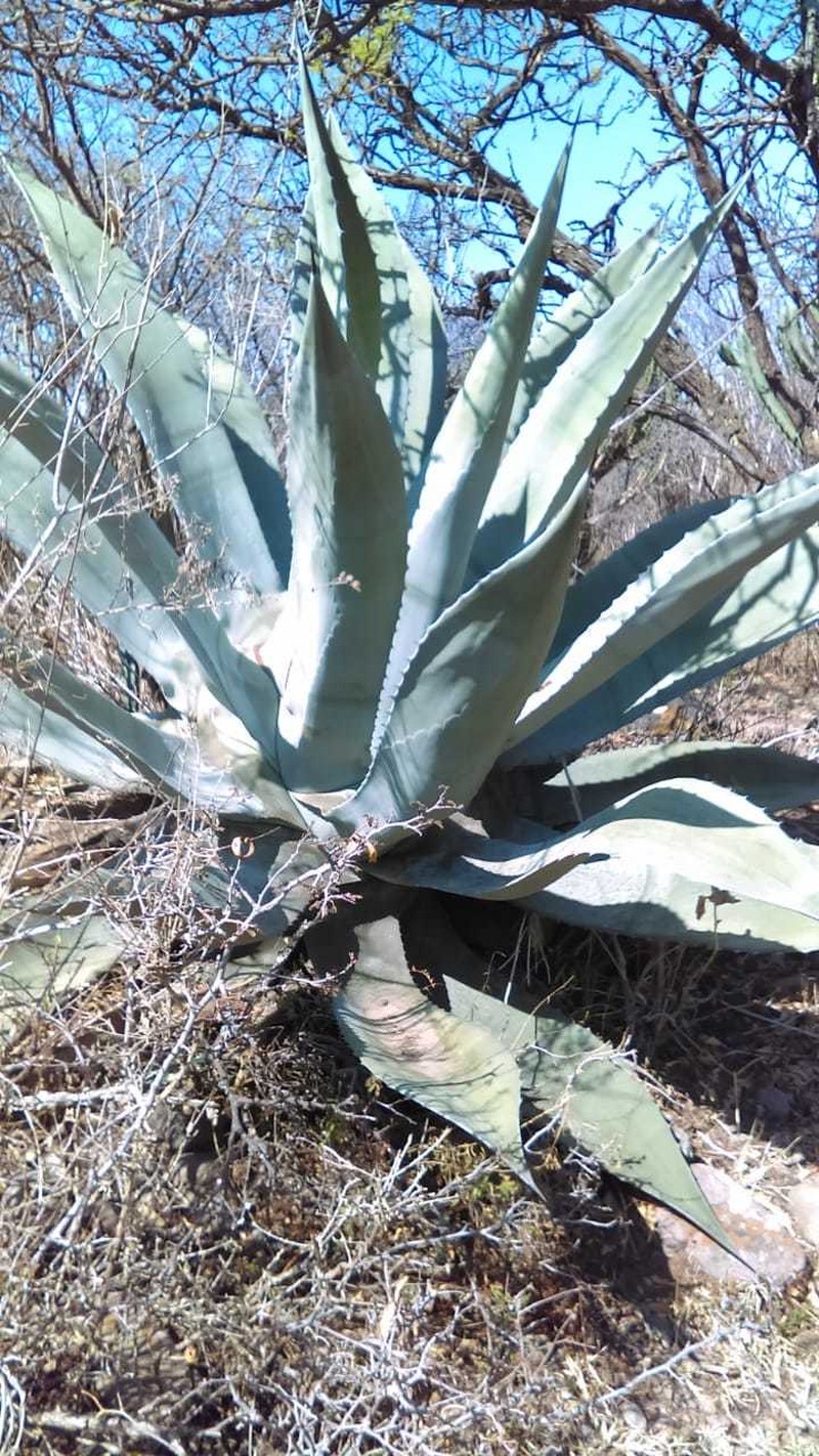 Agave americana var. expansa photo 3