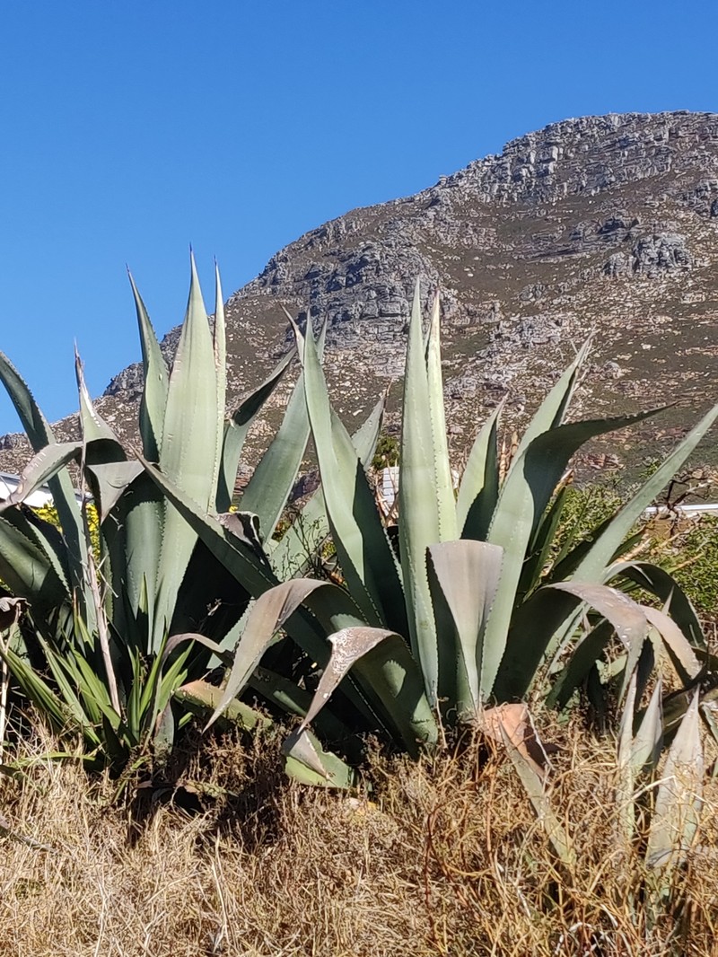 Agave americana var. expansa photo 4