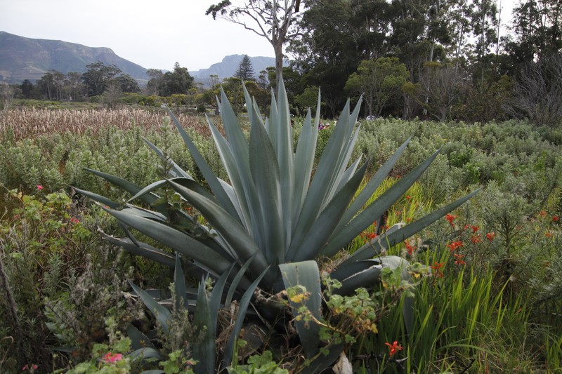Agave americana var. expansa photo 5
