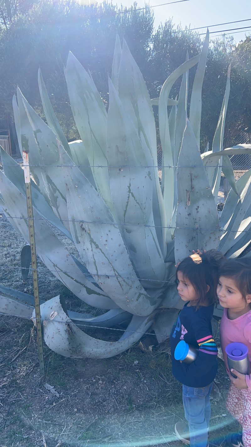 Agave americana var. expansa photo 6