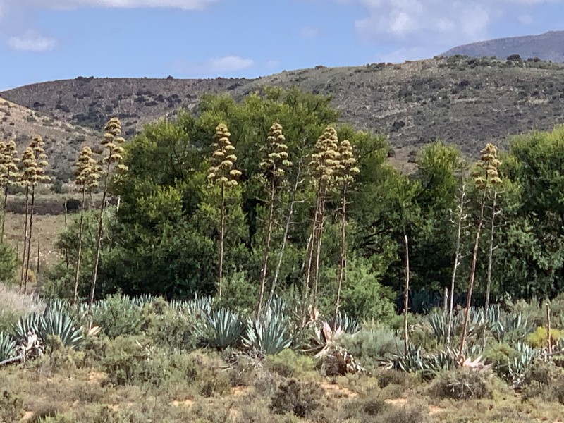 Agave americana var. expansa photo 7
