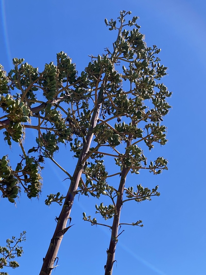 Agave americana var. expansa photo 8