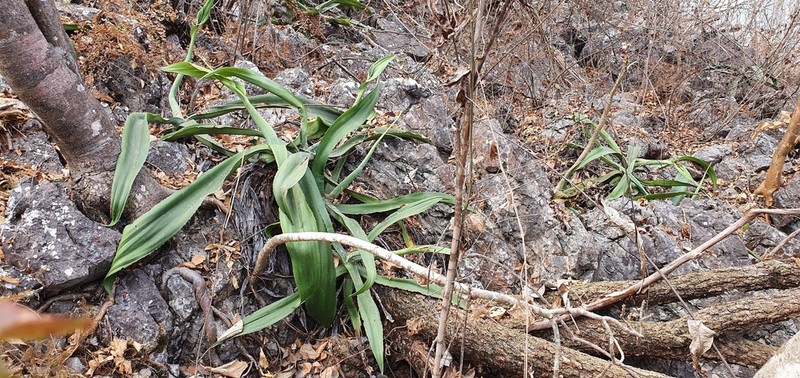 Agave andreae
