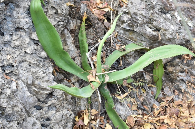 Agave andreae photo 3