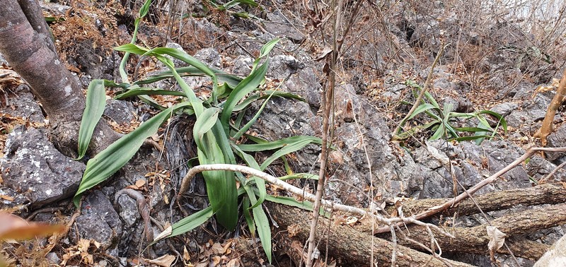 Agave andreae photo 4