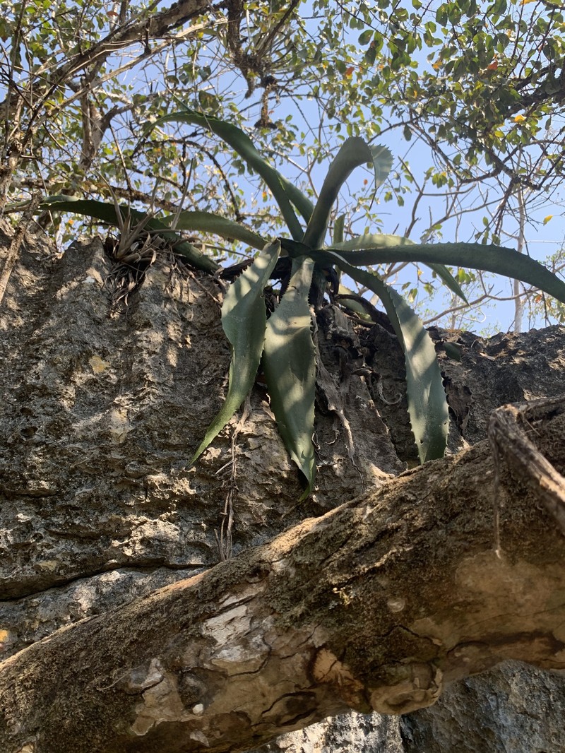 Agave andreae photo 5