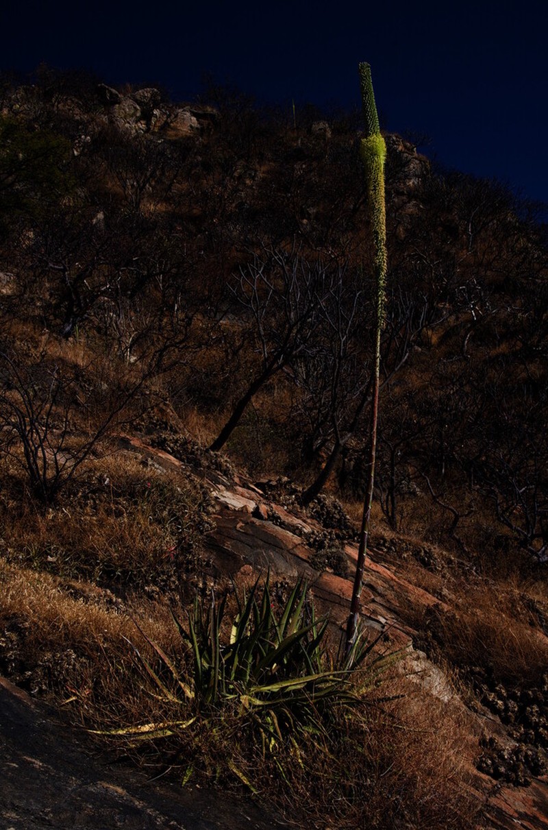 Agave angustiarum