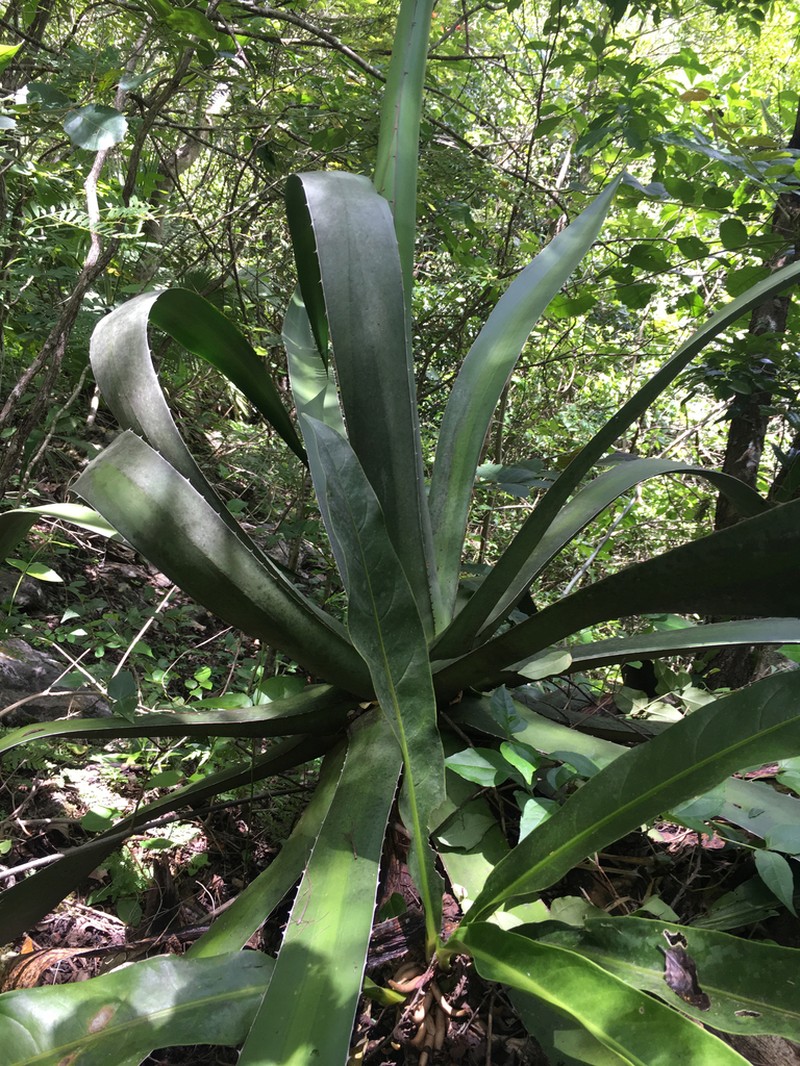 Agave angustiarum photo 2