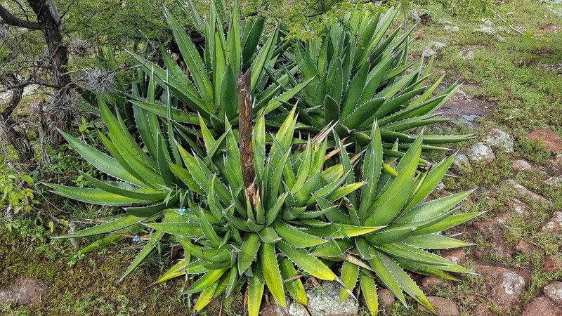 Agave angustiarum photo 3
