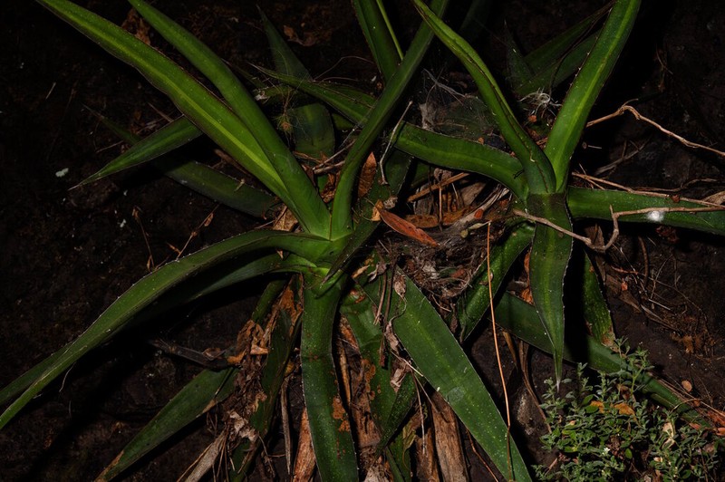 Agave angustiarum photo 4