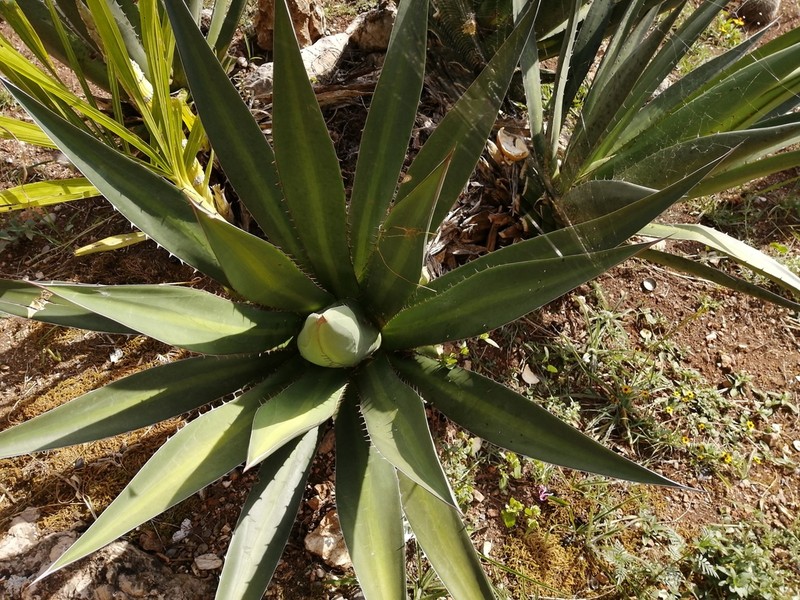 Agave angustiarum photo 5