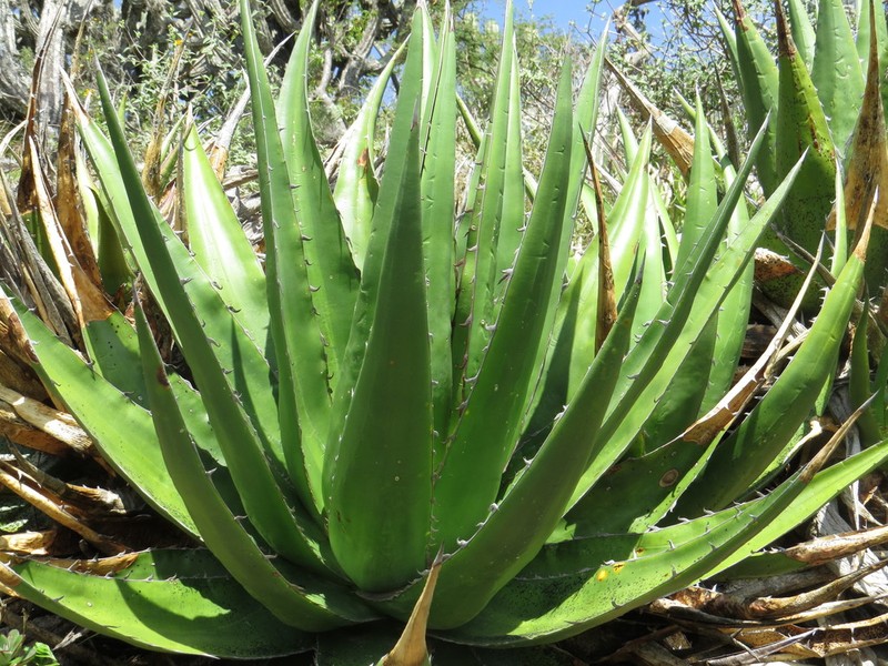 Agave angustiarum photo 6