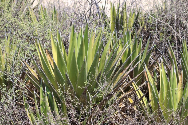 Agave angustiarum photo 7